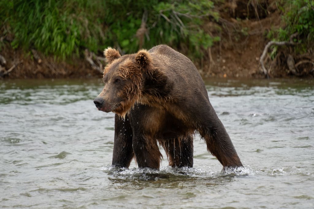 Brown bear catching a salmon in Katmai