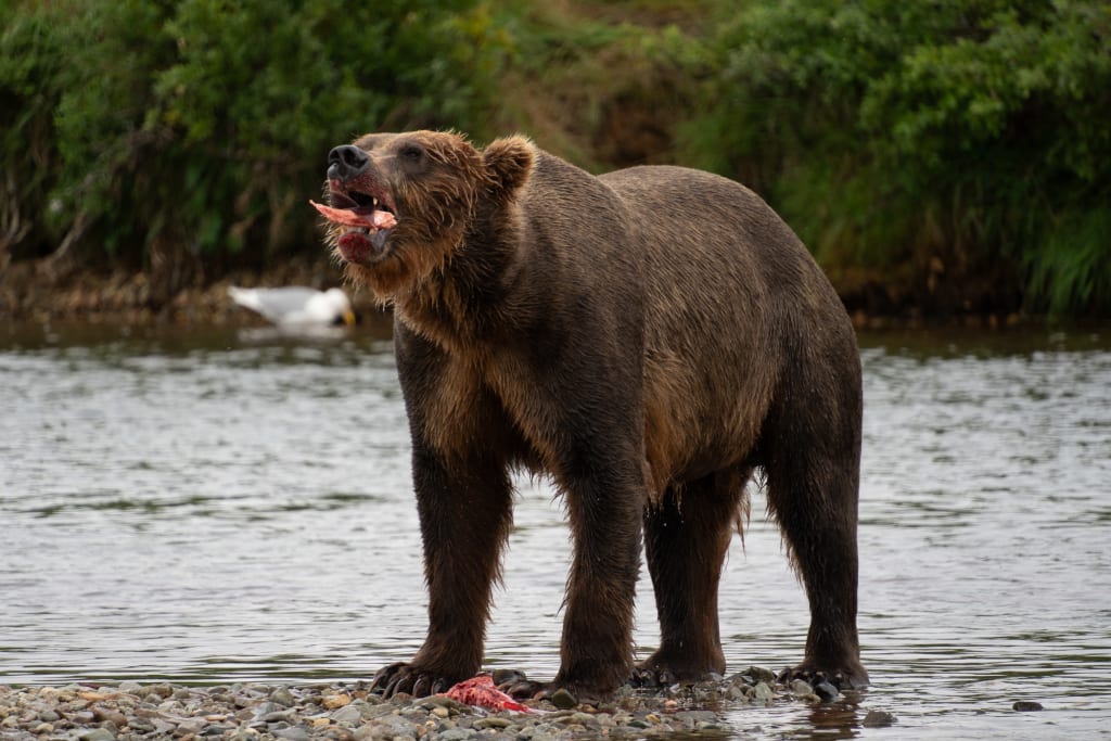 Brown bear eating salmon in Katmai