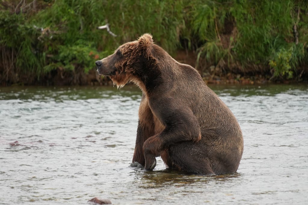 Brown bear sitting in Katmai