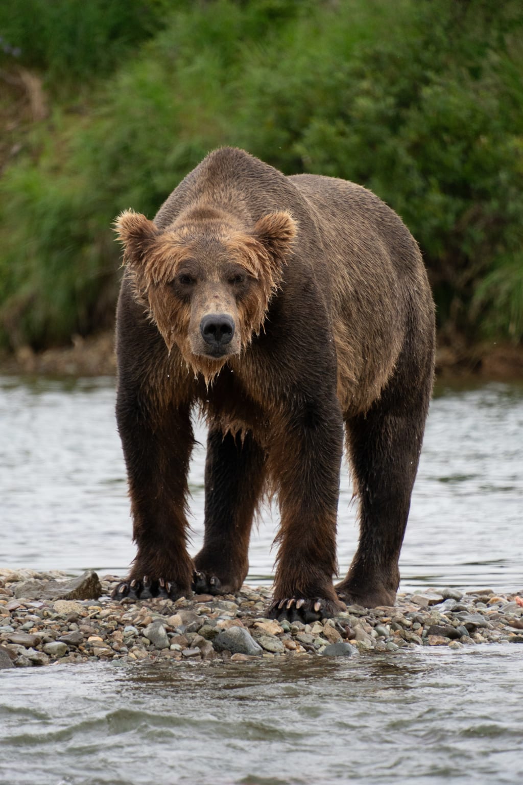Brown bear looking up after fishing in the river