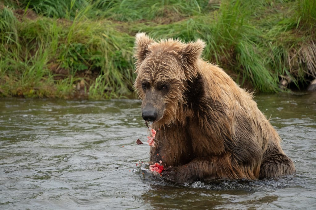 Brown bear with a cheeky expression in Katmai