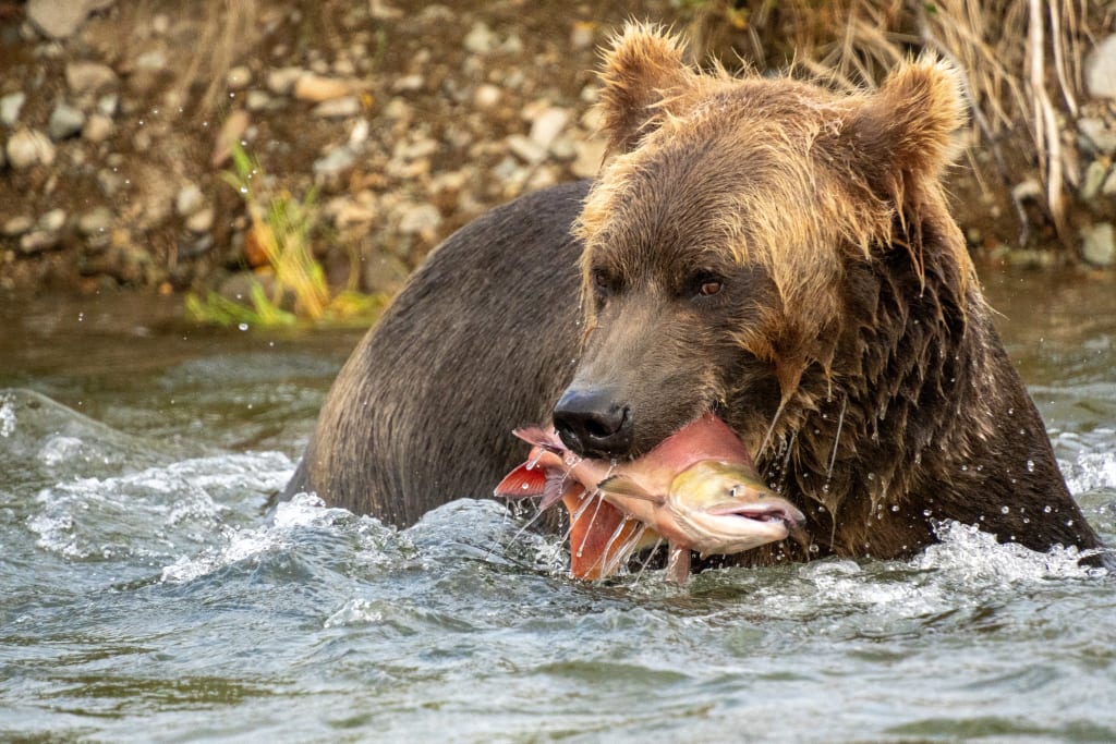 Brown bear eating sockeye salmon in Katmai