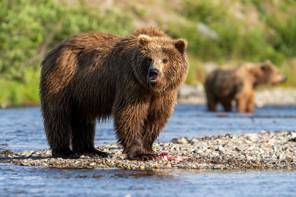 Female brown bear in Katmai
