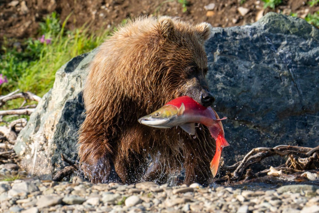 Brown bear fishing in Katmai