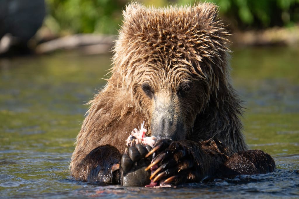 Close-up of a brown bear's claws
