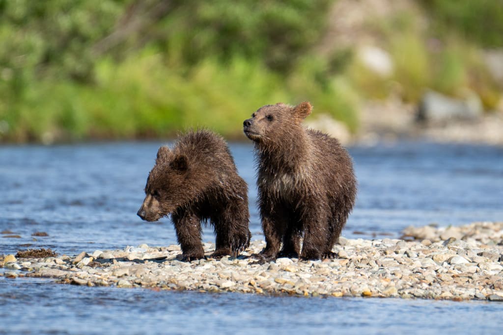 Brown bear cubs of the year in Katmai
