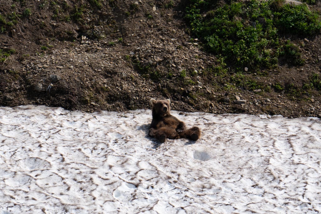 Brown bear in snowy scenery in Katmai