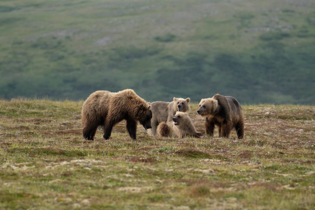 Mother brown bear and two cubs warning another adult bear to stay away
