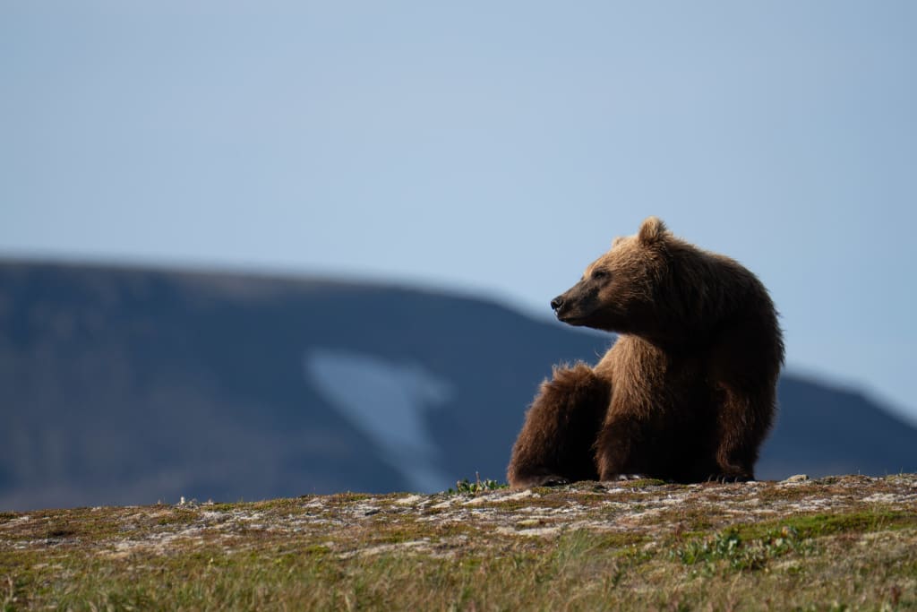 Brown bear walking through grass in Katmai