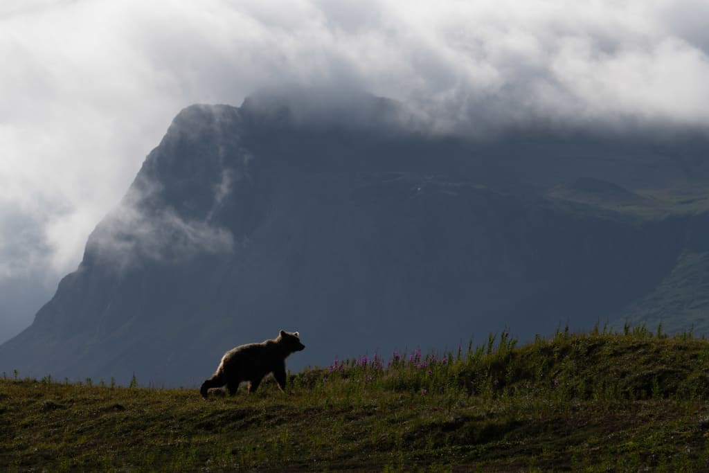 Brown bear silhouette in Katmai