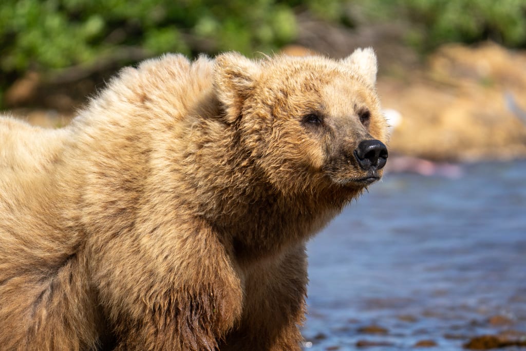 Mother brown bear walking near us at Bear Camp