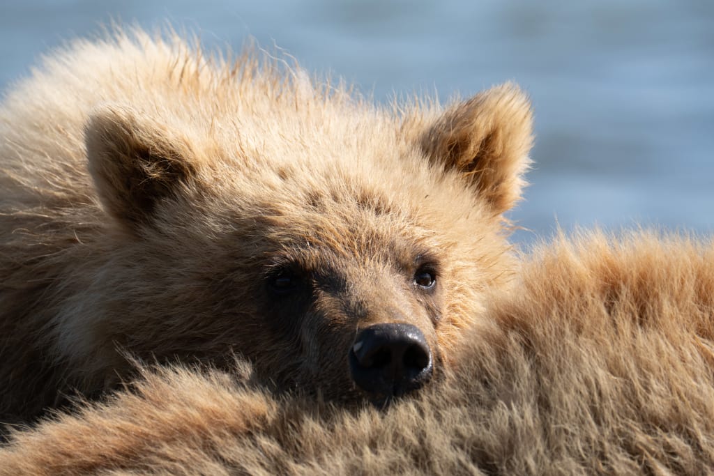 Brown bear family resting together at Bear Camp