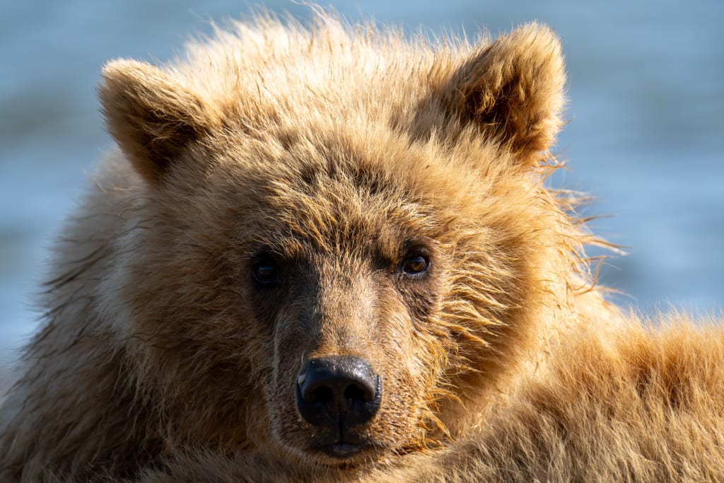 Mother brown bear resting with her cubs