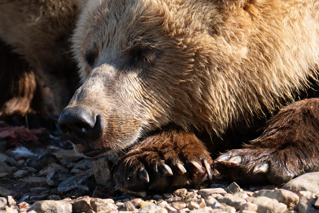 Brown bear resting in Katmai