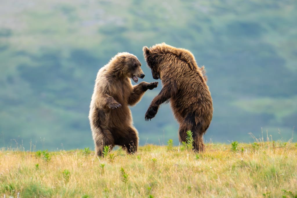 Sparring brown bears in Katmai