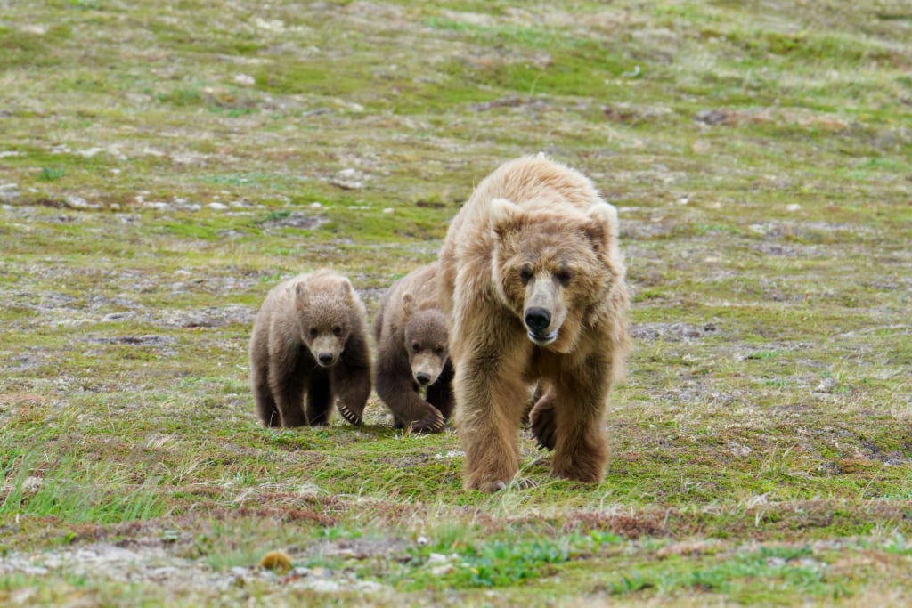 Mother brown bear walking through open tundra with cubs nearby