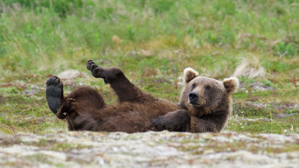 Brown bear in an unusual pose in Katmai