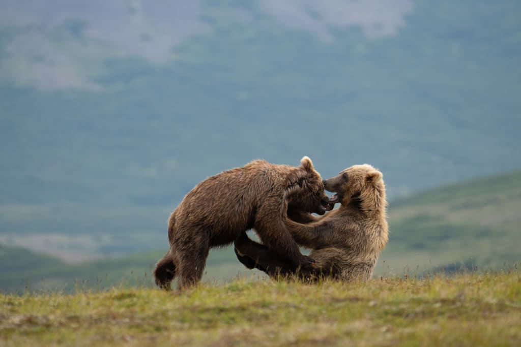 Brown bears playing in Alaska