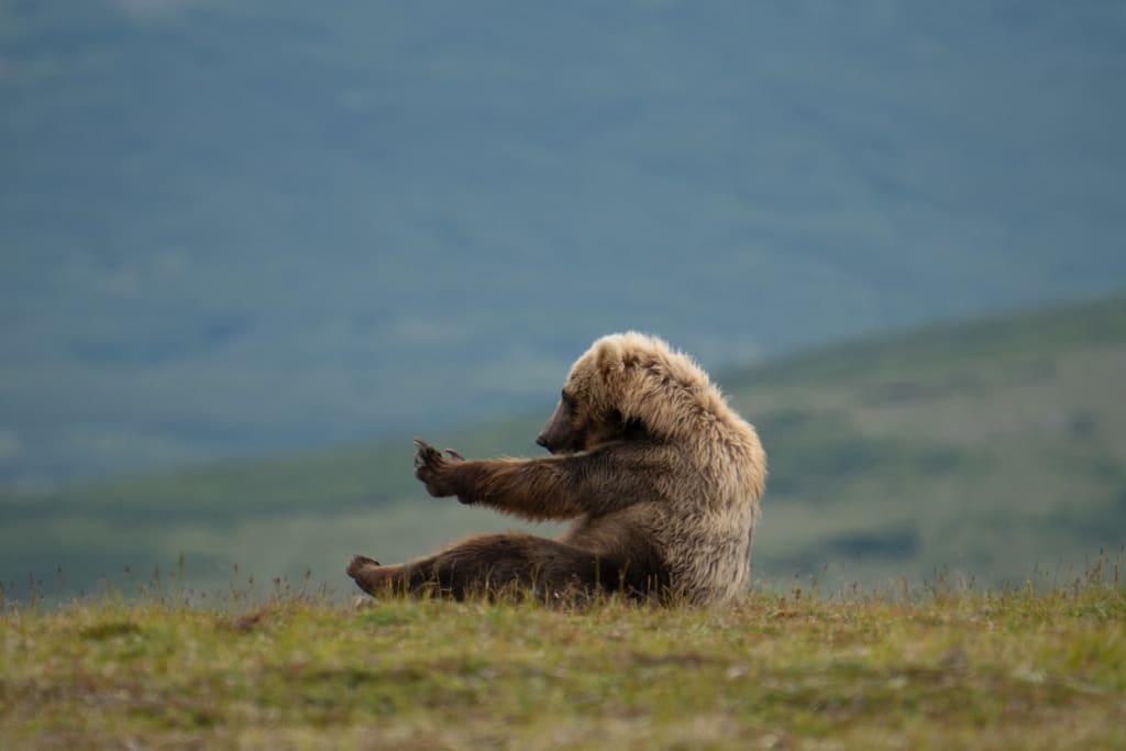 Brown bear stretching in Katmai