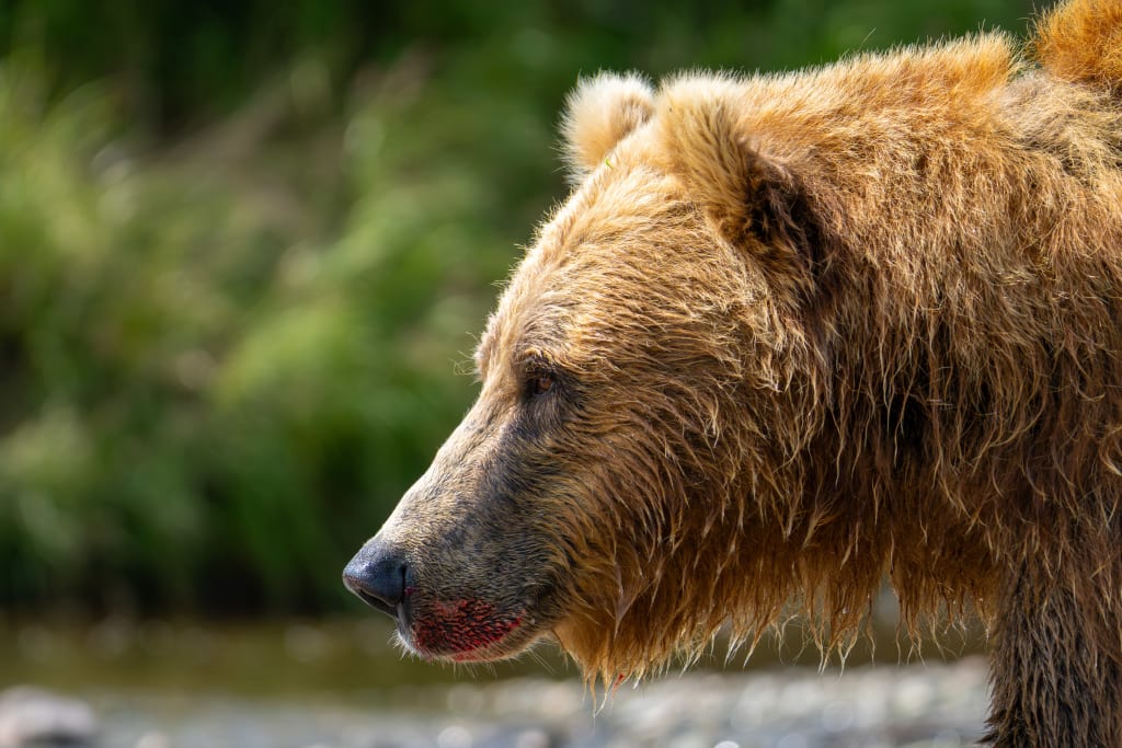 Close-up portrait of a brown bear in Katmai