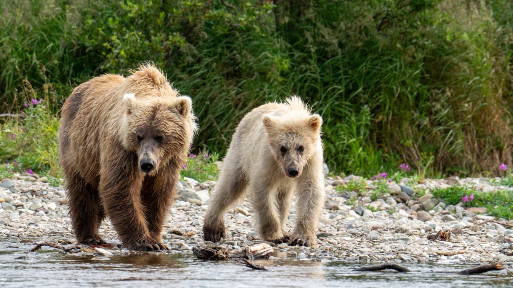 Blonde brown bear cub in Katmai