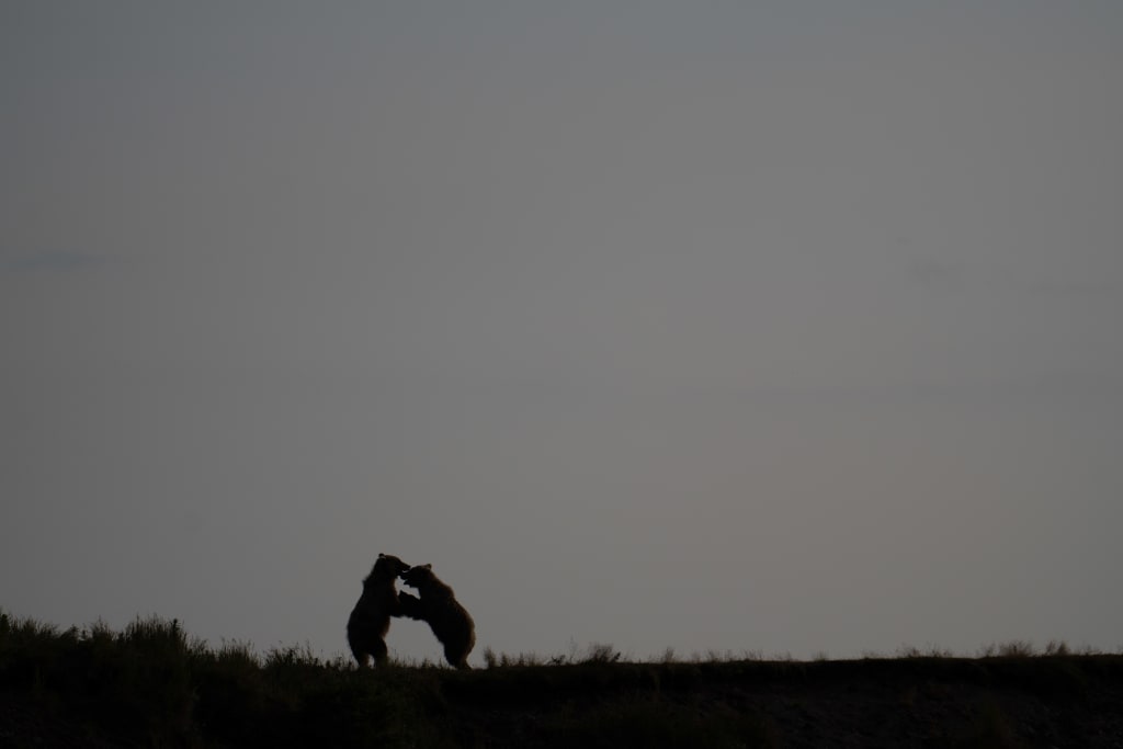 Brown bear silhouette at Bear Camp