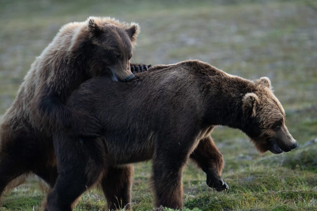 Adult male brown bears wrestling in Katmai