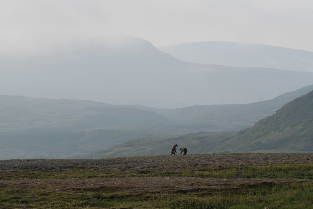 Brown bears interacting in Katmai