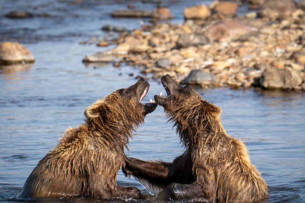 Brown bear in Katmai National Park and Preserve
