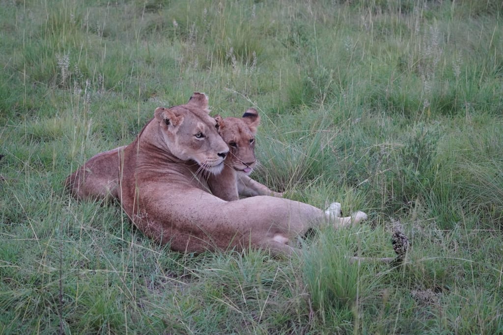 Lions resting together in Uganda