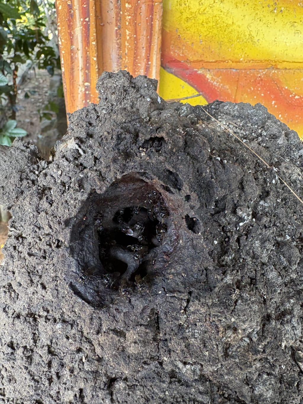 Congo negro bees at Mundo de Abejas Mayas