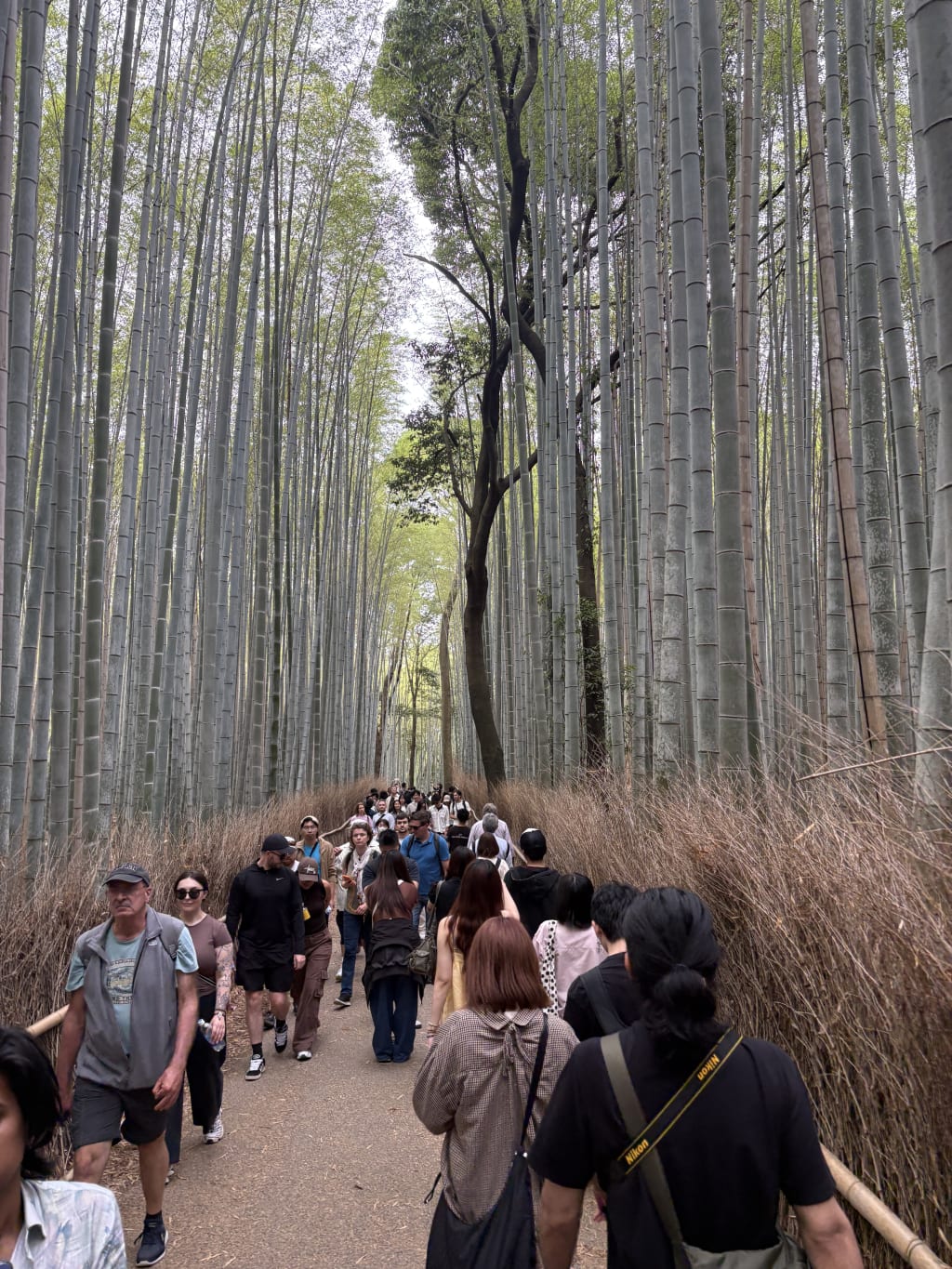 Crowds in Arashiyama Bamboo Forest