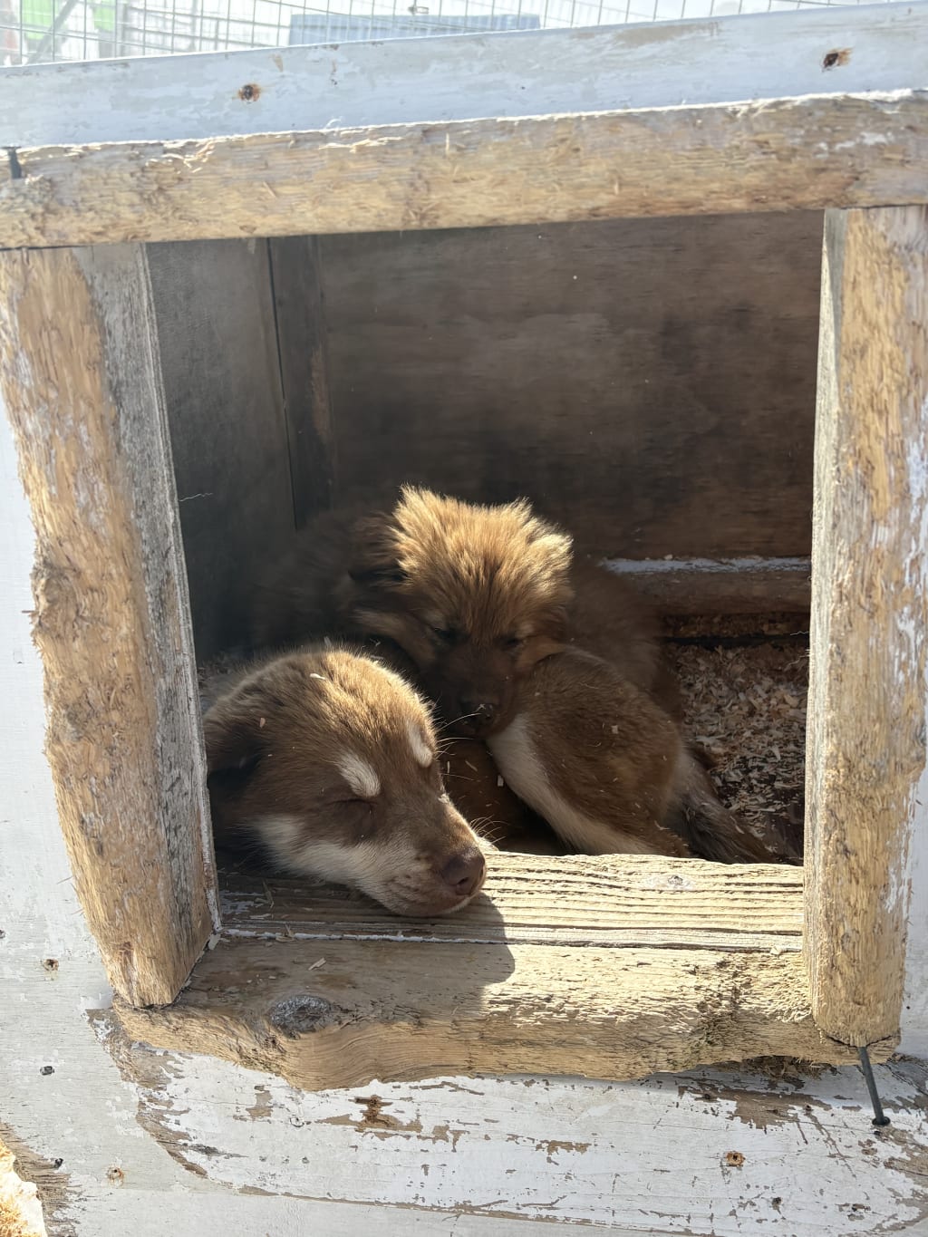 Alaskan husky puppies snuggling in their house