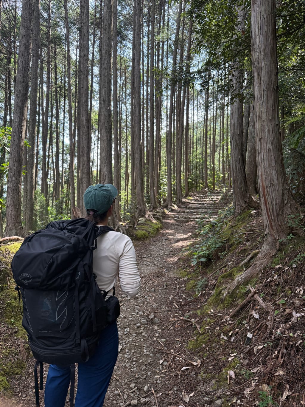 Tall Japanese cedar trees along the Kumano Kodo