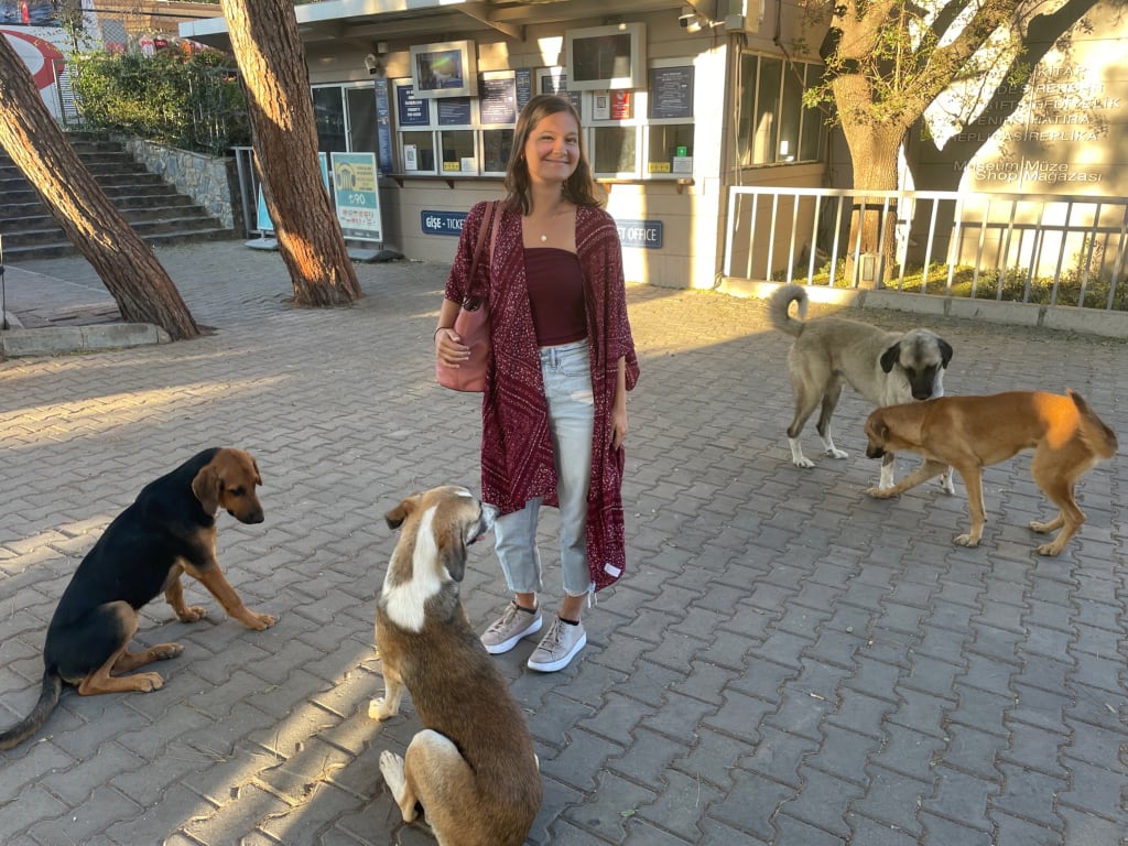 Wild dogs at the entrance to Ephesus