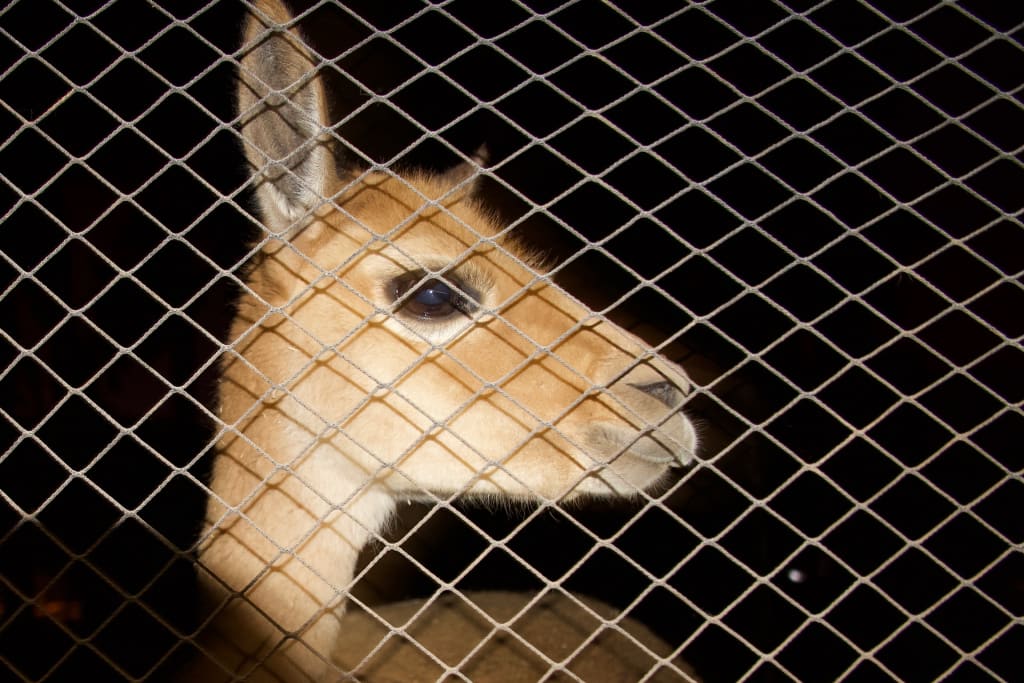 A vicuna at Manos de la Comunidad in Peru