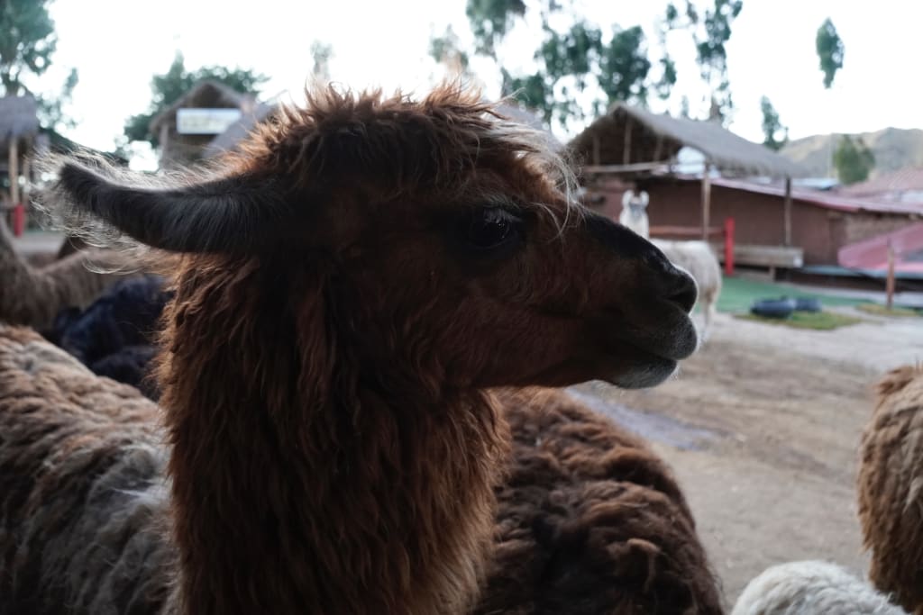 An alpaca at Manos de la Comunidad