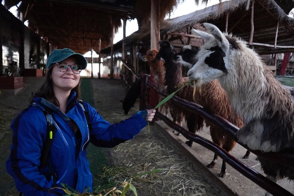 Feeding a llama at Manos de la Comunidad in Peru