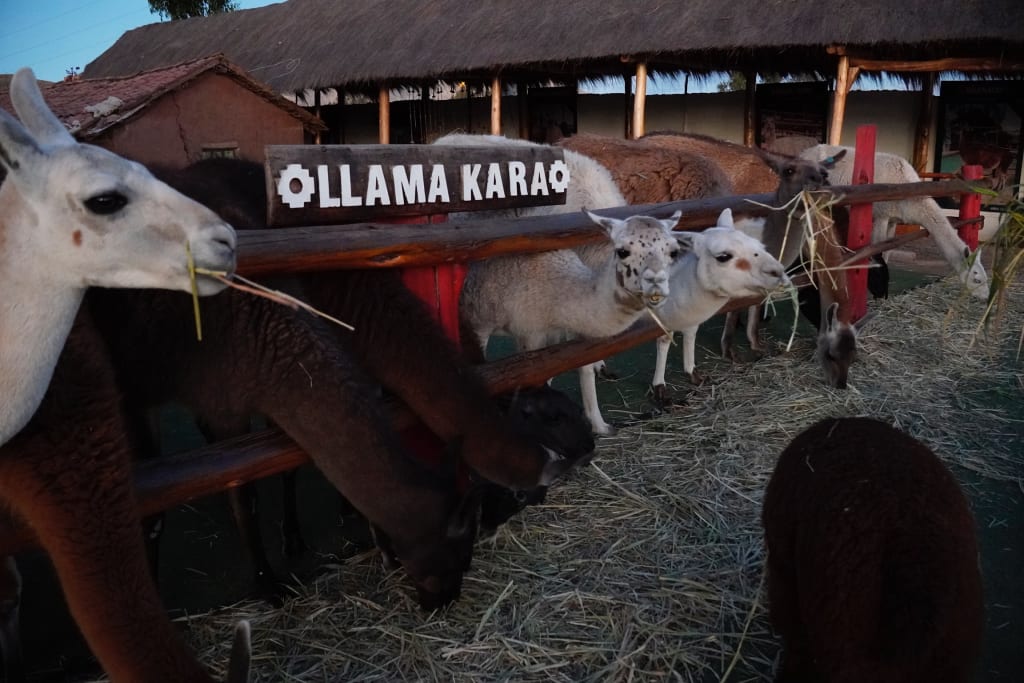 Alpacas at Manos de la Comunidad in Peru