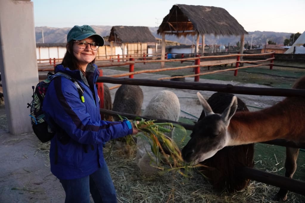 Feeding alpacas at Manos de la Comunidad