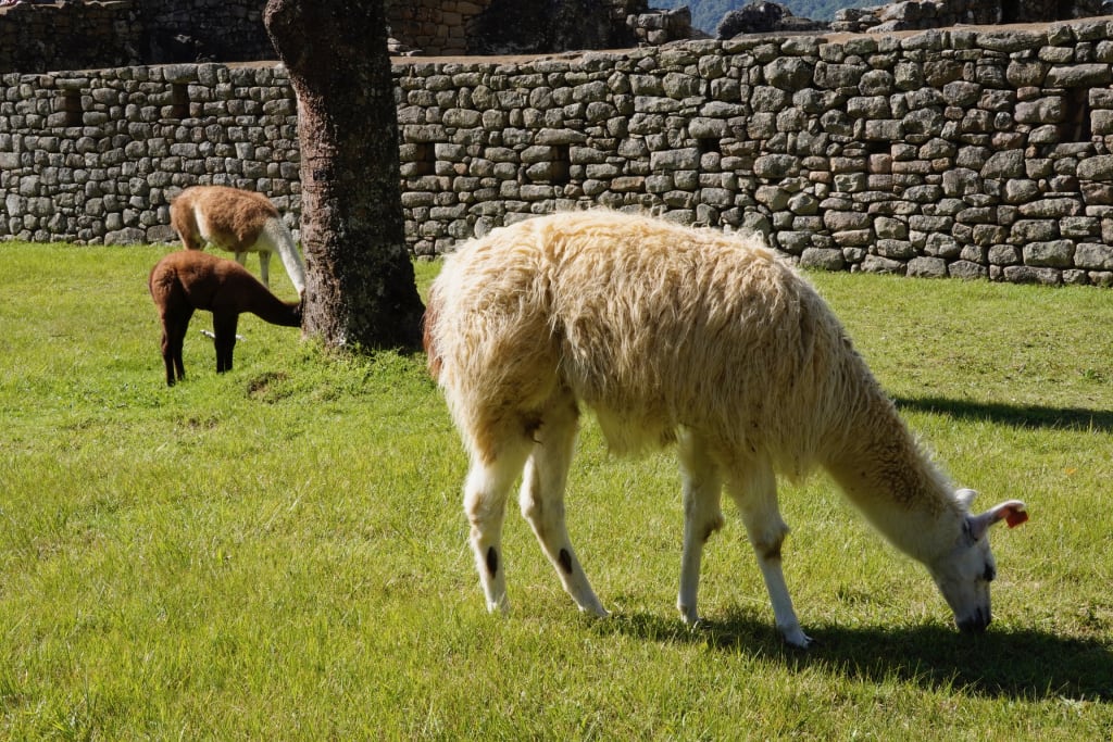 Llama walking through the ruins at Machu Picchu