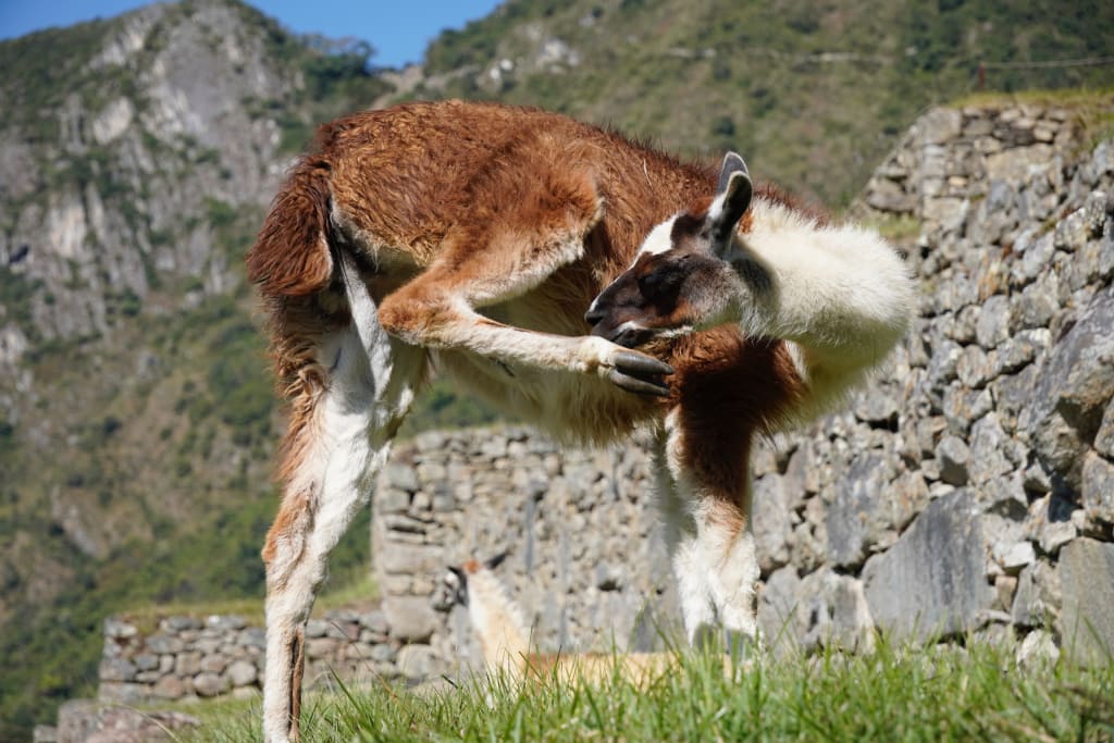 Llama at Machu Picchu