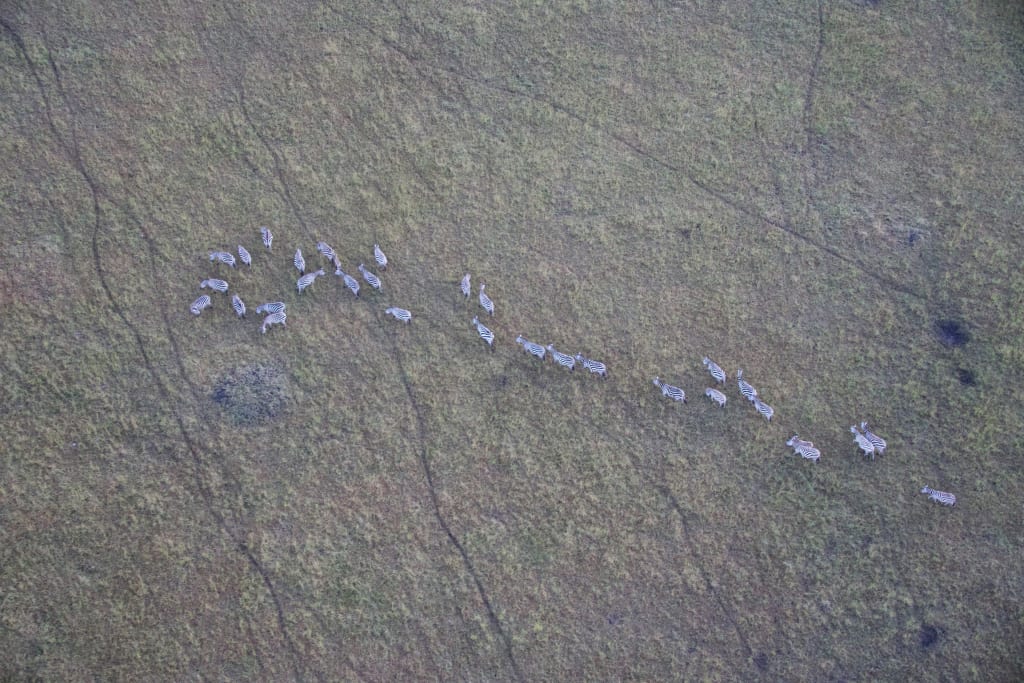 Zebras running through the Maasai Mara from above