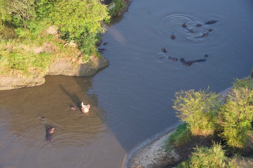 Hippos in the Mara River from above