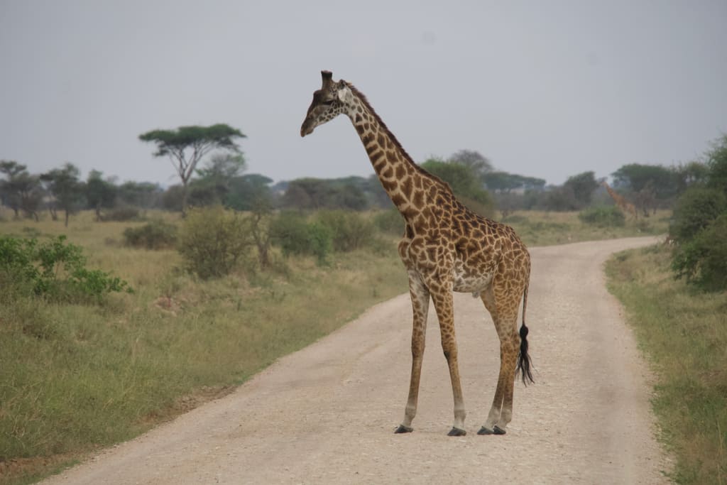 Giraffes standing close to the road