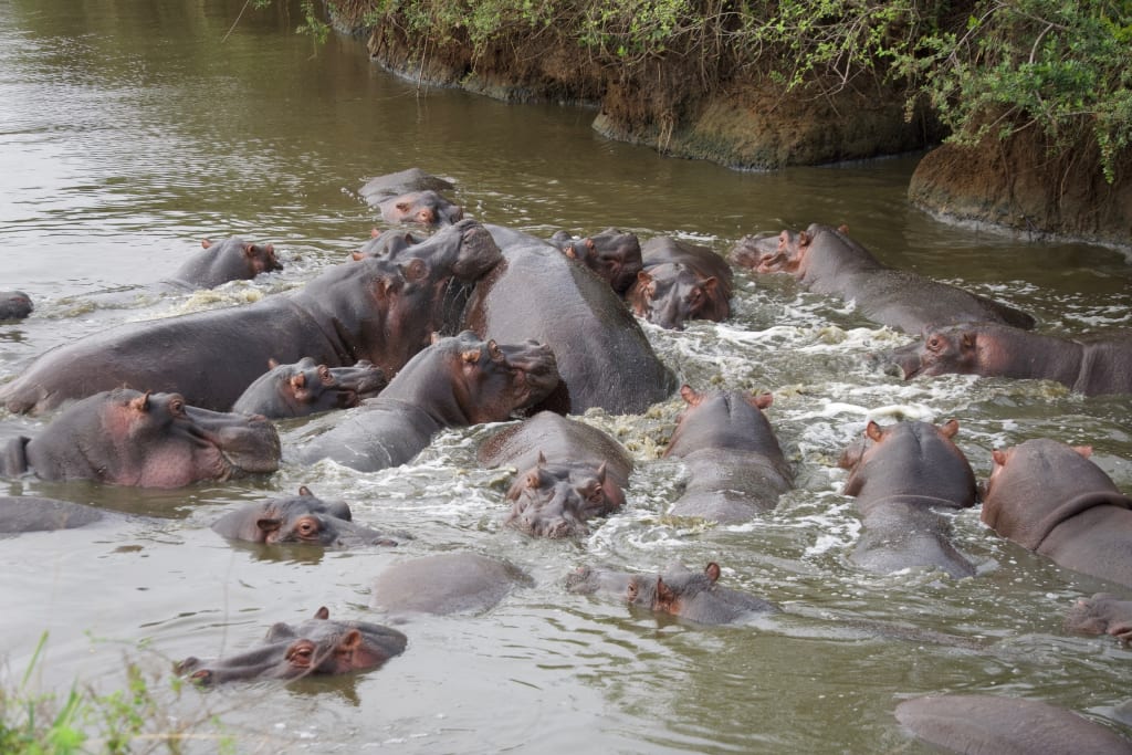 Hippos wallowing in the river