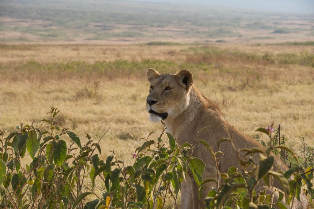 African safari wildlife sighting
