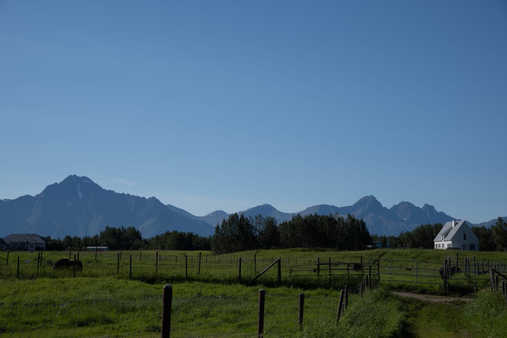 Musk oxen grazing with the Chugach Mountains in the background