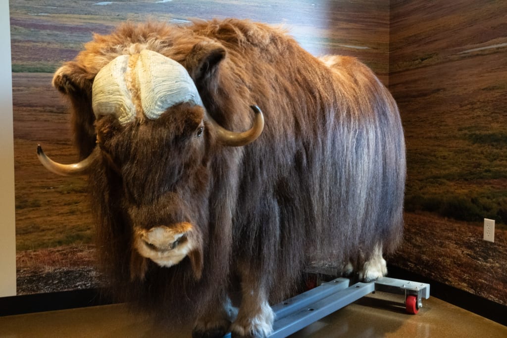 Taxidermied musk ox inside the small museum at the Musk Ox Farm