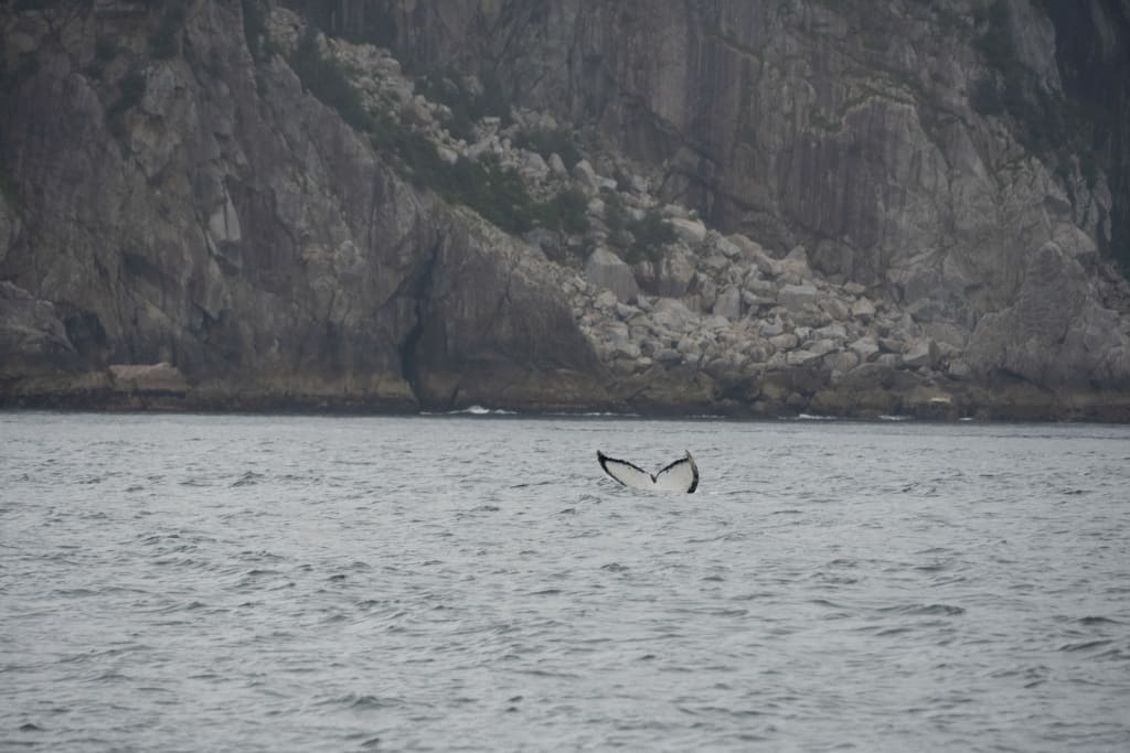 Humpback whale tail seen from a boat in Kenai Fjords National Park